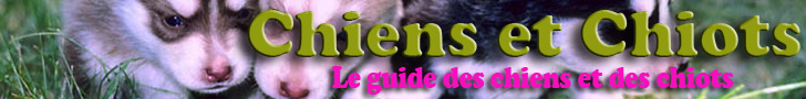 Guide des chiens
