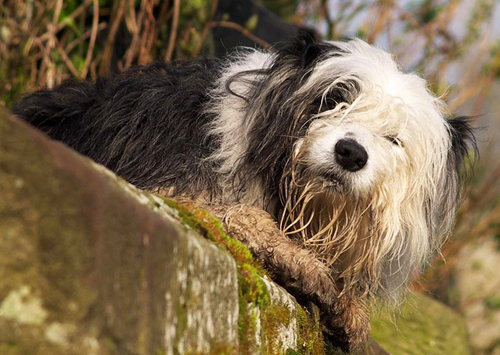 Bobtail Old english Sheepdog