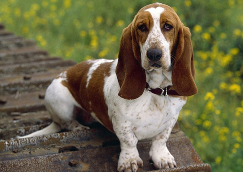 Basset