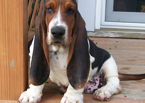 Basset