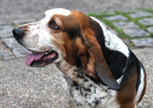 Basset