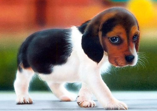 Beagle