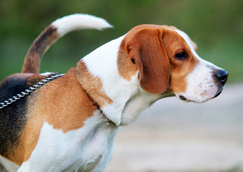 Beagle