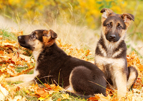 Berger Allemand