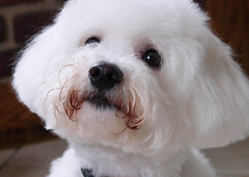 Bichon