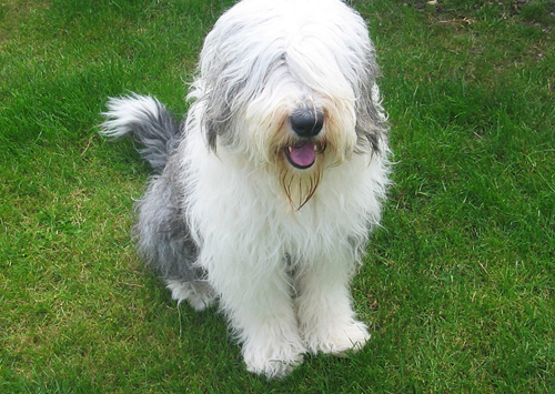 Bobtail Old english Sheepdog