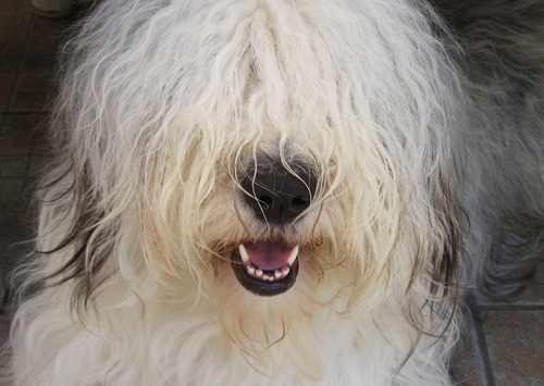 Bobtail Old english Sheepdog