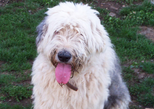 Bobtail Old english Sheepdog