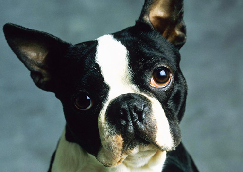 Boston Terrier