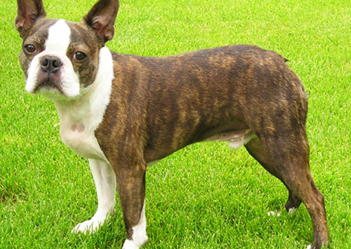 Boston Terrier