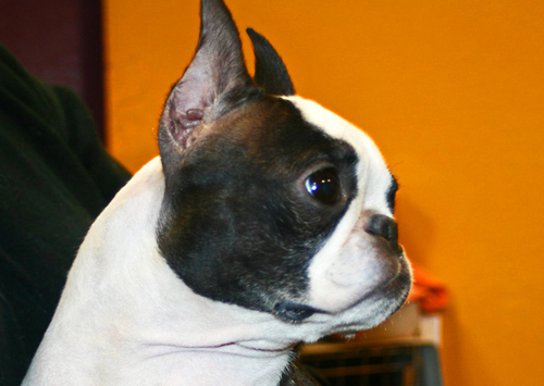 Boston Terrier