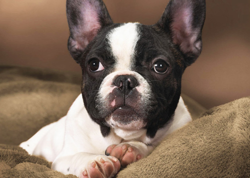 Boston Terrier