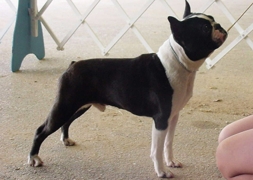 Boston Terrier