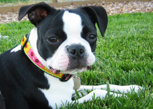 Boston Terrier