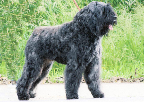 Bouvier des Flandres