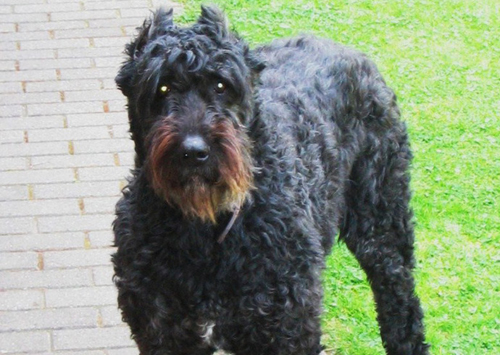 Bouvier des Flandres