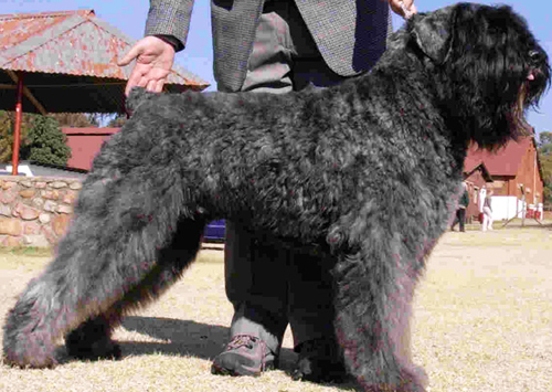 Bouvier des Flandres