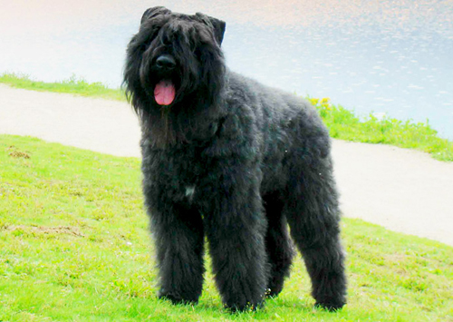 Bouvier des Flandres