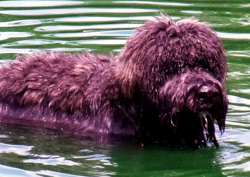 Bouvier des Flandres