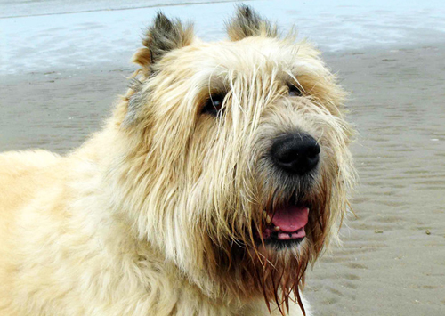 Bouvier des Flandres