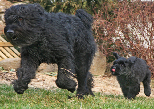 Bouvier des Flandres