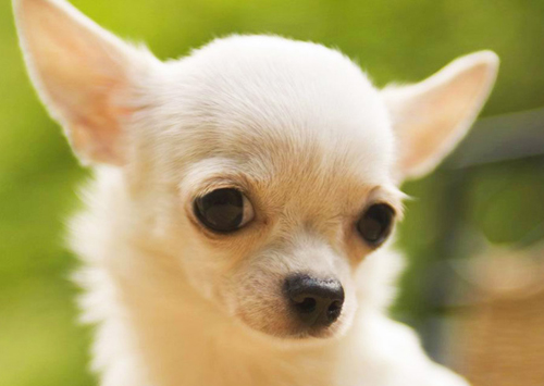 Chihuahua