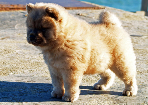 Chow-Chow