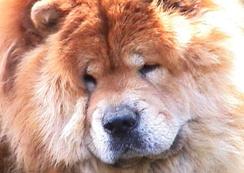 Chow-Chow