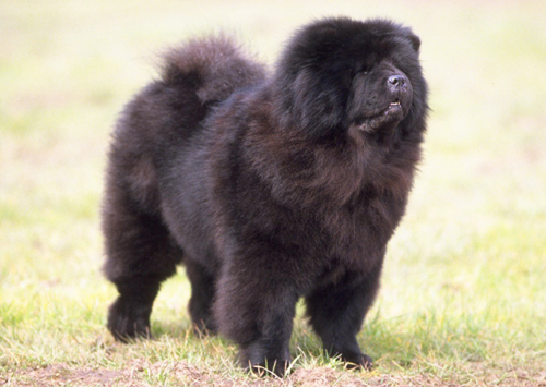 Chow-Chow