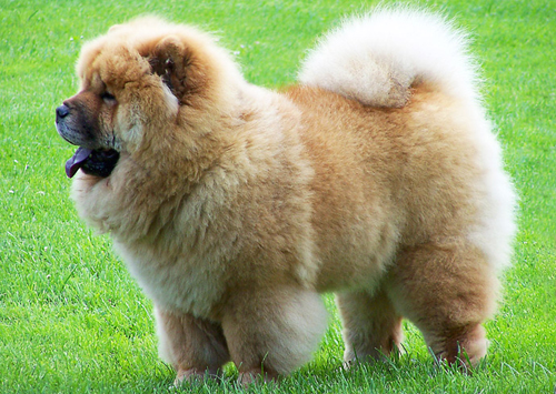 Chow-Chow