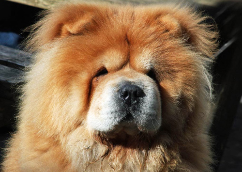 Chow-Chow