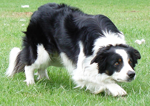 Collie