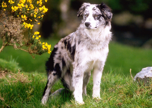 Collie