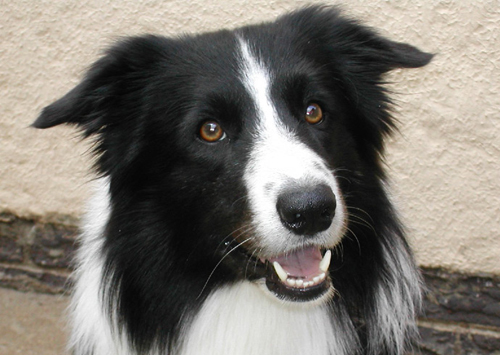 Collie