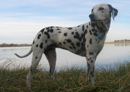 Dalmatien