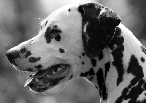 Dalmatien