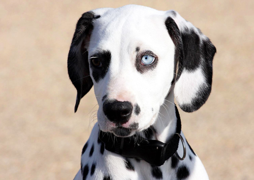 Dalmatien