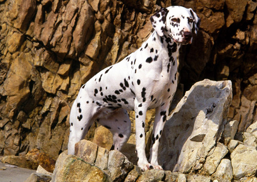 Dalmatien