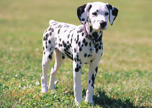 Dalmatien