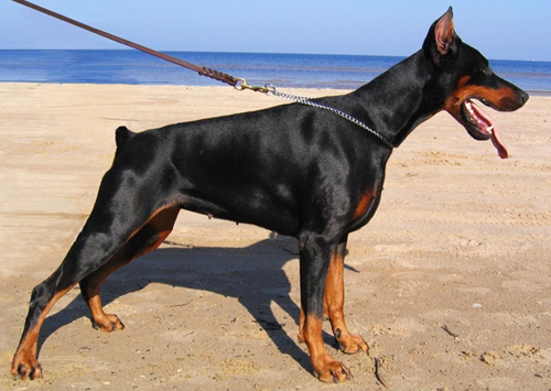 Doberman