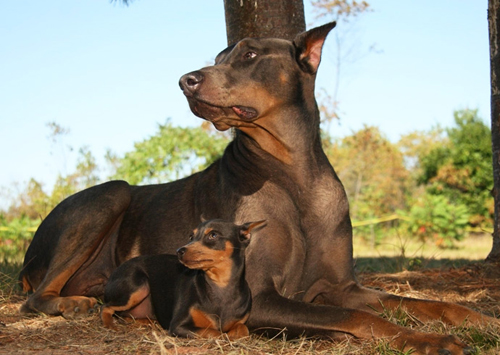 Doberman