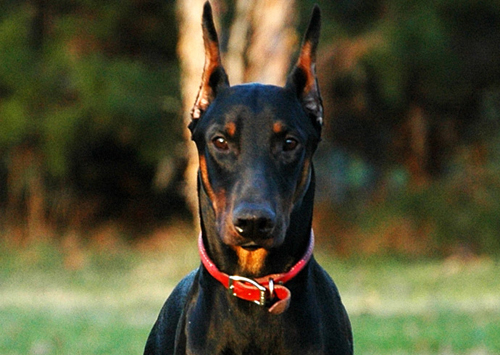 Doberman