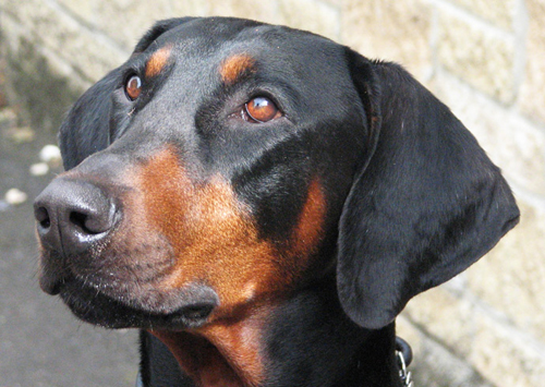 Doberman