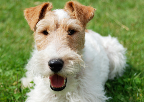 Fox-Terrier