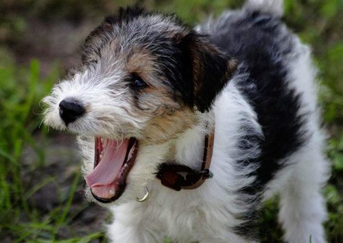 Fox-Terrier