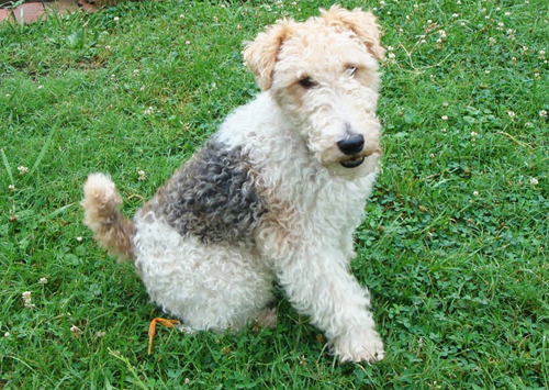 Fox-Terrier