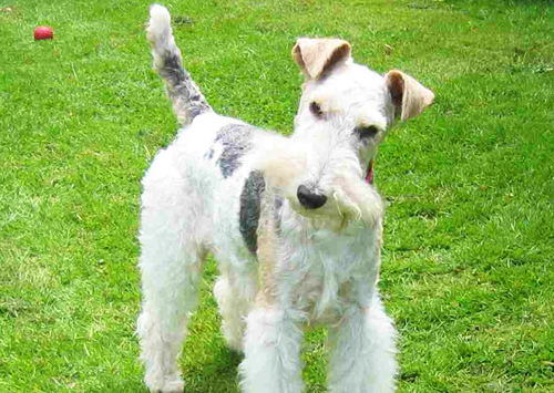 Fox-Terrier