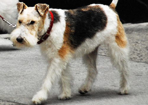 Fox-Terrier