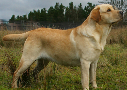 Labrador