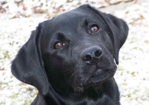 Labrador